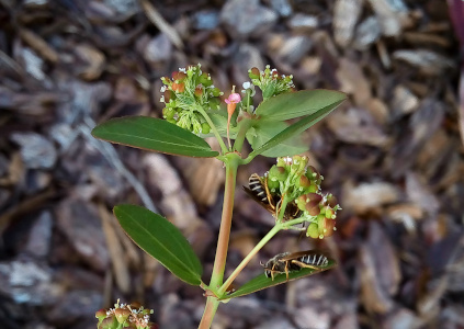 [At the top of this plant is one tubular pink bloom. There are two branches with what appear to a grouping of green balls and white flower spikes. There are also leaves at that top level. One level down the stem is another set of leaves and one branch with the balls. One brown bee with light stripes around its body is climbing on the balls while another bee is on one leaf.